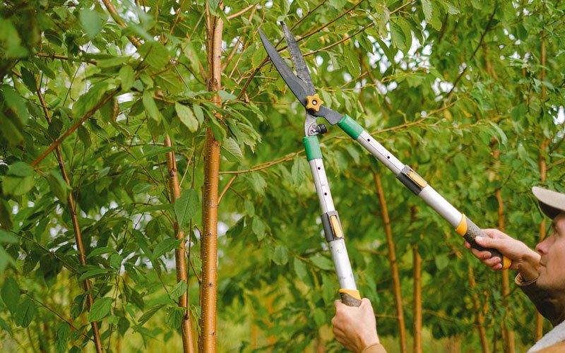 Tree trimming in Minooka, IL